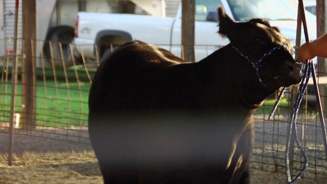 bull