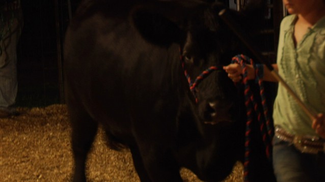 cattle
