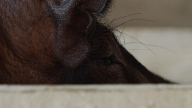 pig2