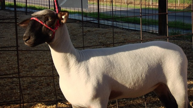sheep