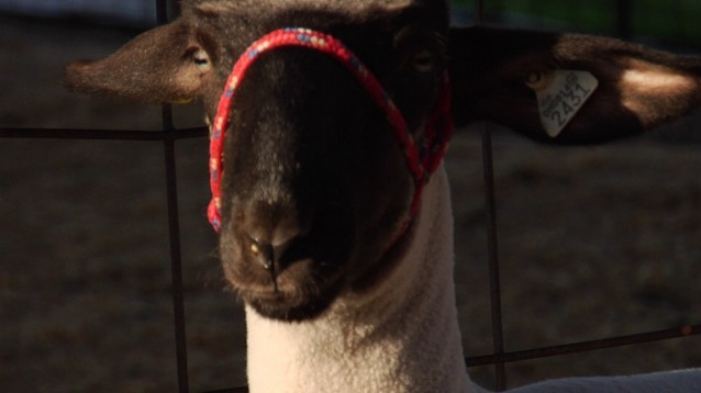 sheep2