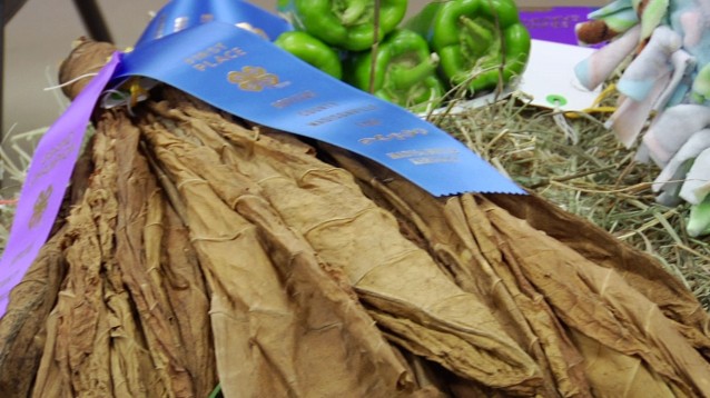 tobacco